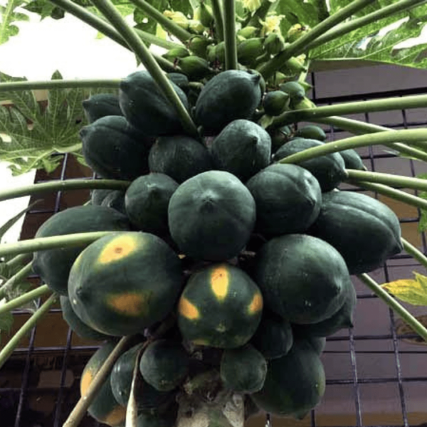 Elite Dwarf Tissue Culture Papaya 'DAWN DELIGHT, Exclusive Female Plants, Seedless Medium-Size Fruits; Packed in single-plant boxes (Follow unboxing instructions) - Image 2