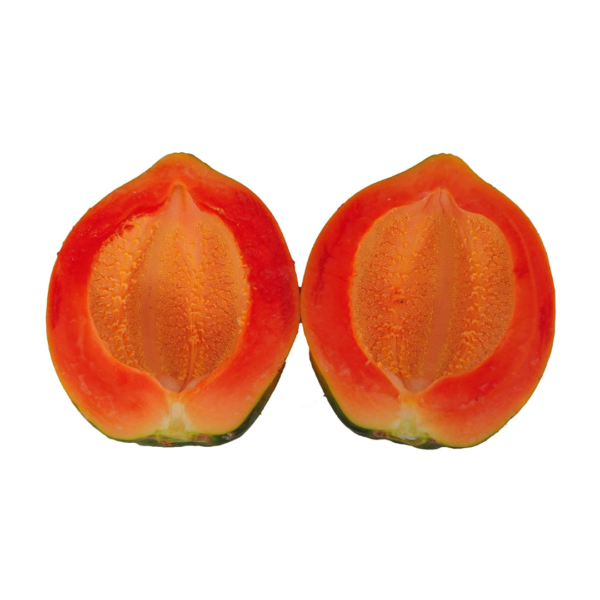 Elite Dwarf Tissue Culture Papaya 'DAWN DELIGHT, Exclusive Female Plants, Seedless Medium-Size Fruits; Packed in single-plant boxes (Follow unboxing instructions) - Image 4