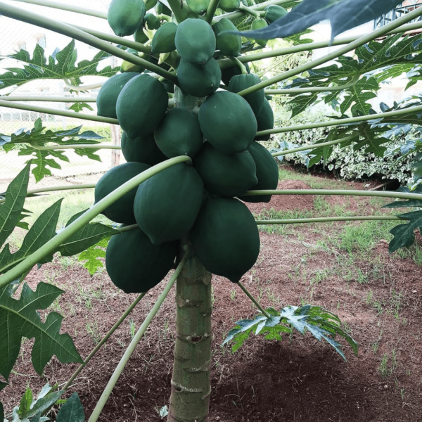 Elite Dwarf Tissue Culture Papaya 'DAWN DELIGHT, Exclusive Female Plants, Seedless Medium-Size Fruits; Packed in single-plant boxes (Follow unboxing instructions) - Image 5