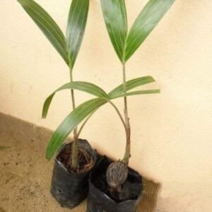 Foxtail Palm