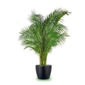 Bottle palm