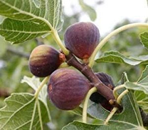 Anjeer Fruit plant