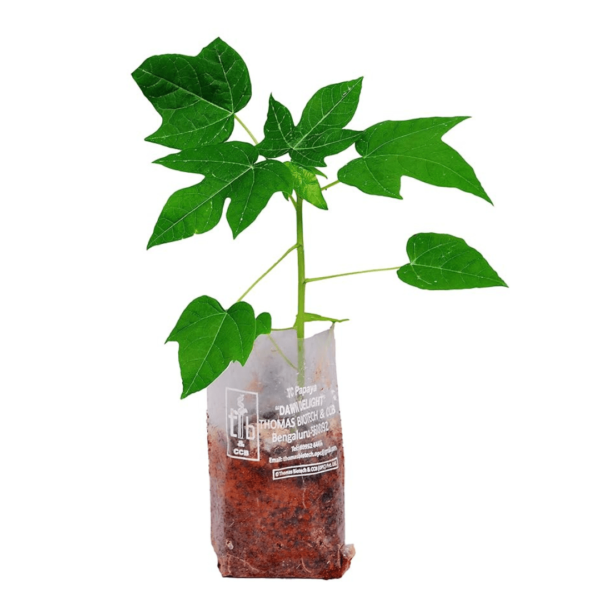 Elite Dwarf Tissue Culture Papaya 'DAWN DELIGHT, Exclusive Female Plants, Seedless Medium-Size Fruits; Packed in single-plant boxes (Follow unboxing instructions)