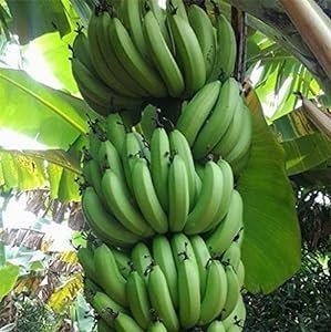 Banana Fruit plant