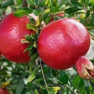 Pomegranate Fruit Plant