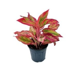 Aglaonema Indoor Plant