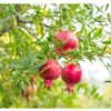 Pomegranate Fruit Plant - Image 2