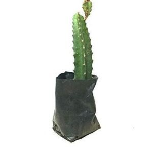Dragon Fruit Plant