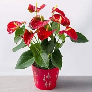 Anthurium Indoor Plant