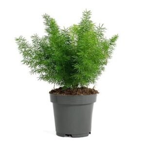 Asparagus Indoor Plant