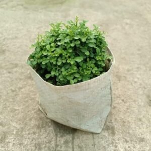 Table kamini plant