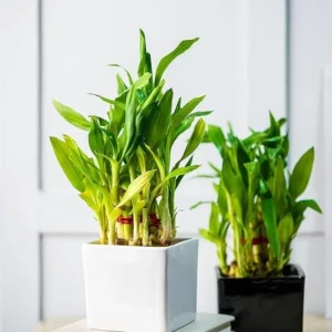 Buddha Bamboo Plant