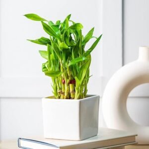 Buddha Bamboo Plant