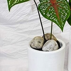 Caladium Indoor Plant