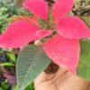 Poinsettia plant - Image 4