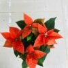 Poinsettia plant - Image 3