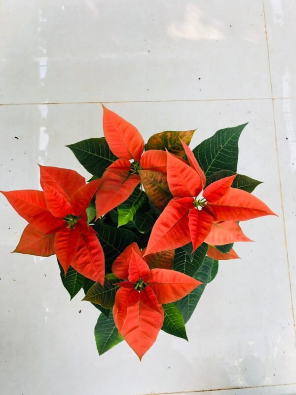Poinsettia plant - Image 3