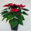 Poinsettia plant