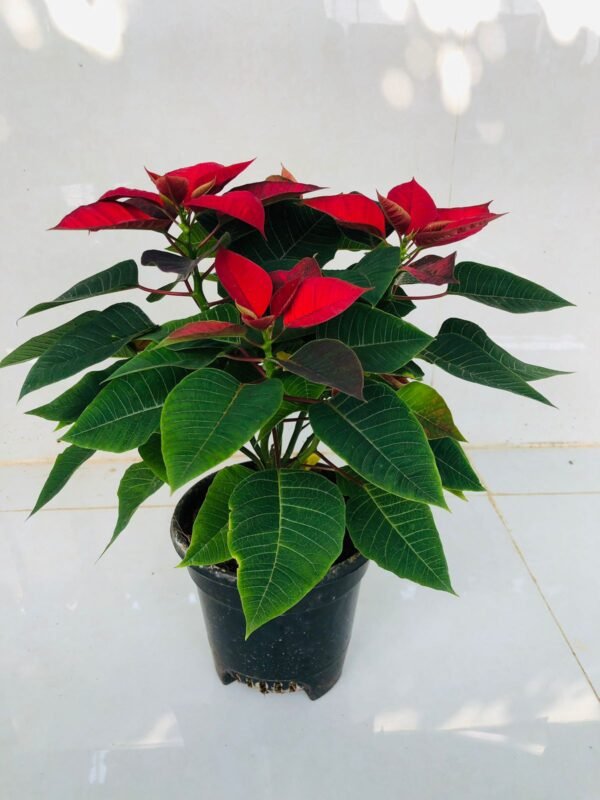 Poinsettia plant