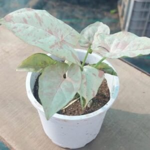 syngonium