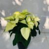Poinsettia plant - Image 2