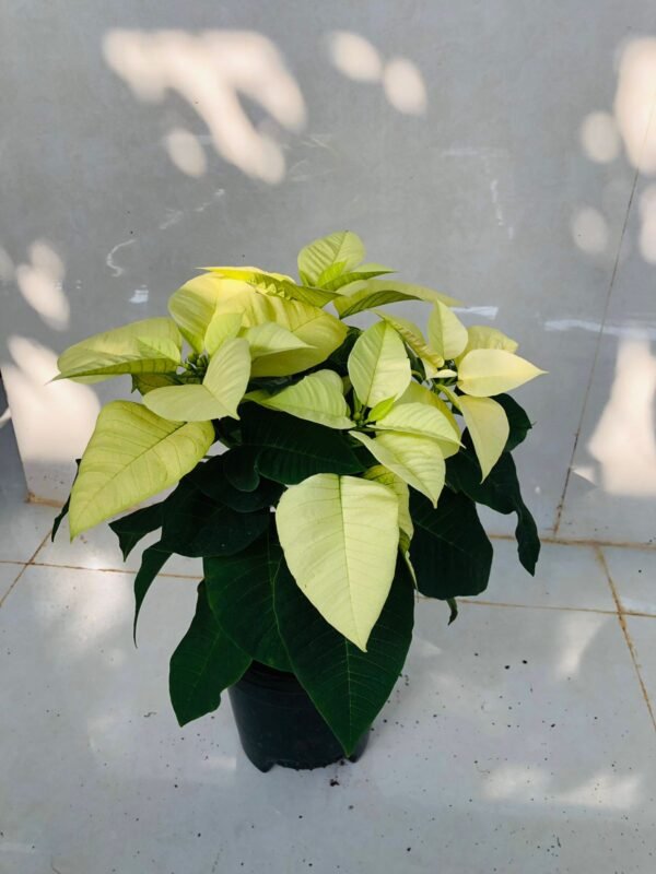 Poinsettia plant - Image 2