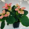 Poinsettia plant - Image 5