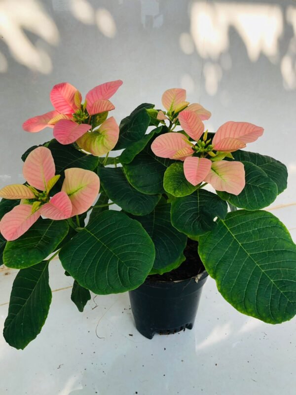Poinsettia plant - Image 5