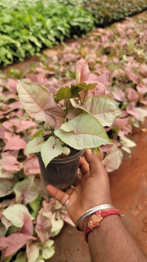 syngonium - Image 3
